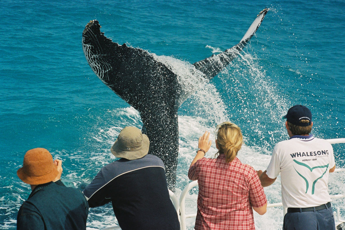 Fraser, Hummer and Whales
